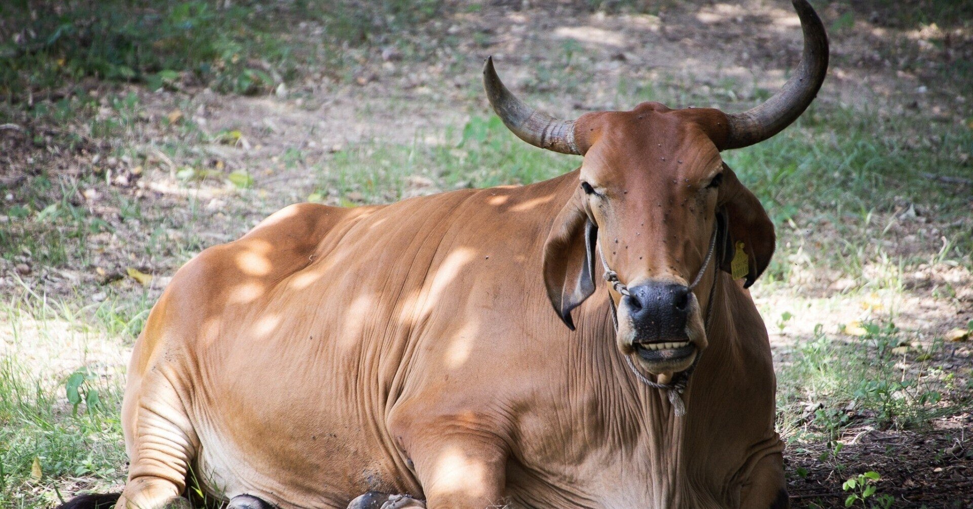 39 牛型装甲車 マッド ニトロ アニメ モンタナジョーンズ に登場した メカローバー を紹介するエッセイ 朽木桜斎 Note 39 牛型装甲車 マッド ニトロ アニメ モンタナジョーンズ に登場した メカローバー を紹介するエッセイ 朽木桜斎 Note