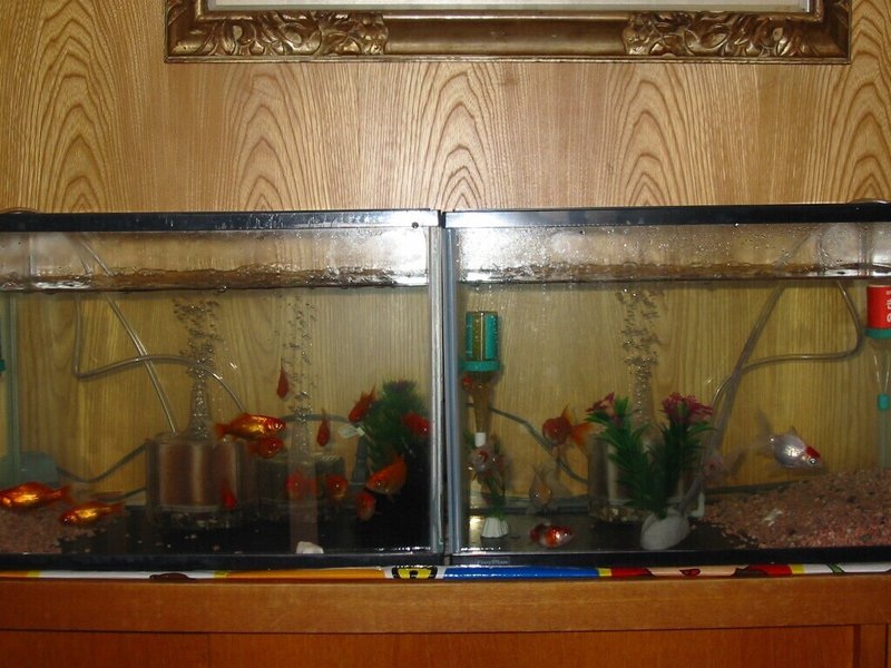 2004-23 (18)金魚すくいで初白金魚ゲット