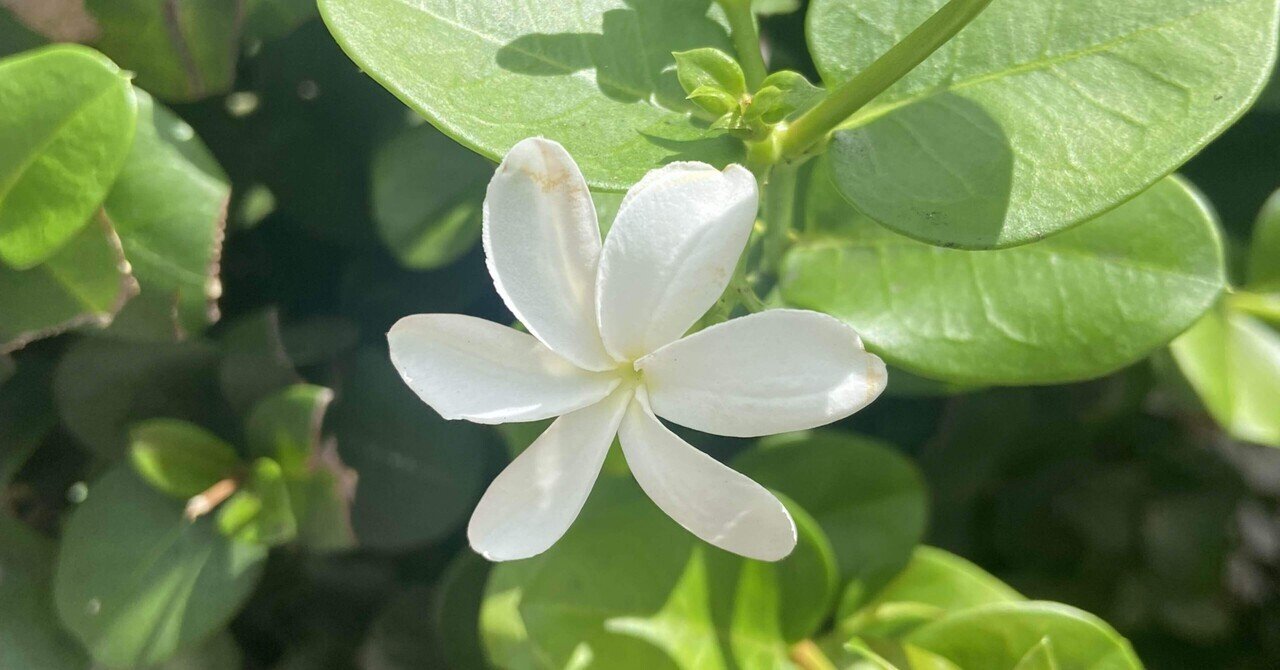 ティアレの花言葉 私はあまりに幸福です Madoka Hawaii Style Note