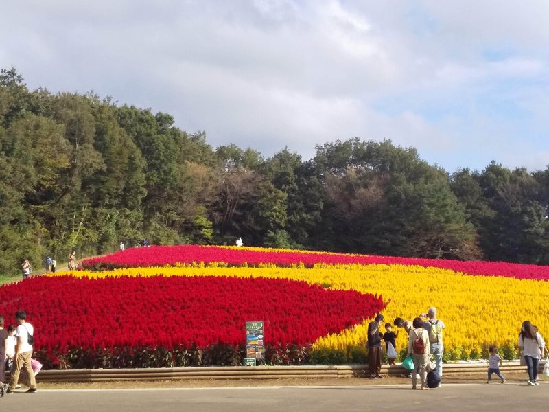 20211010森林公園16羽毛ケイトウ1