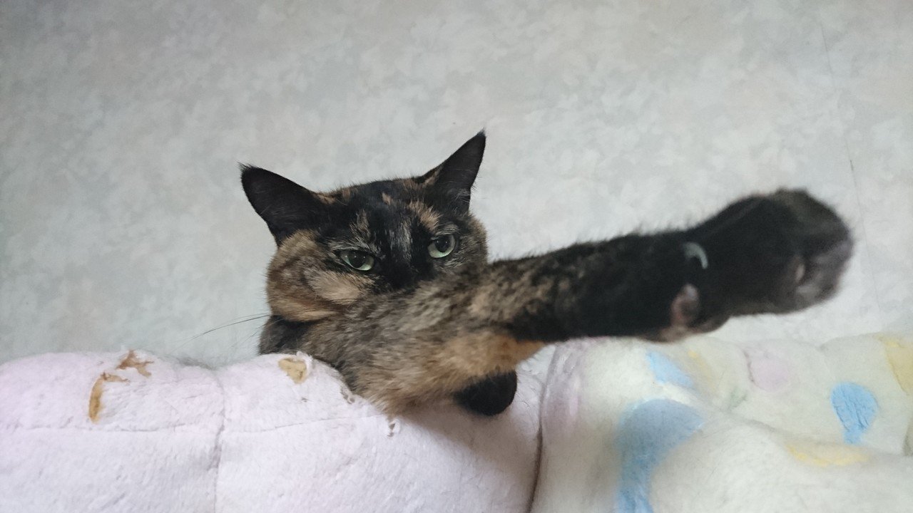 さびねこ 小梅たん 笑い猫 細村 誠 Note さびねこ 小梅たん 笑い猫 細村 誠 Note