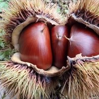 小林製薬の糸ようじで爆笑する僕 ドゥギー 簿記1級 奥様はタイ 人 大泉洋 Note 小林製薬の糸ようじで爆笑する僕 ドゥギー 簿記1級 奥様はタイ 人 大泉洋 Note