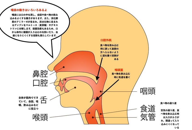口腔 解剖図