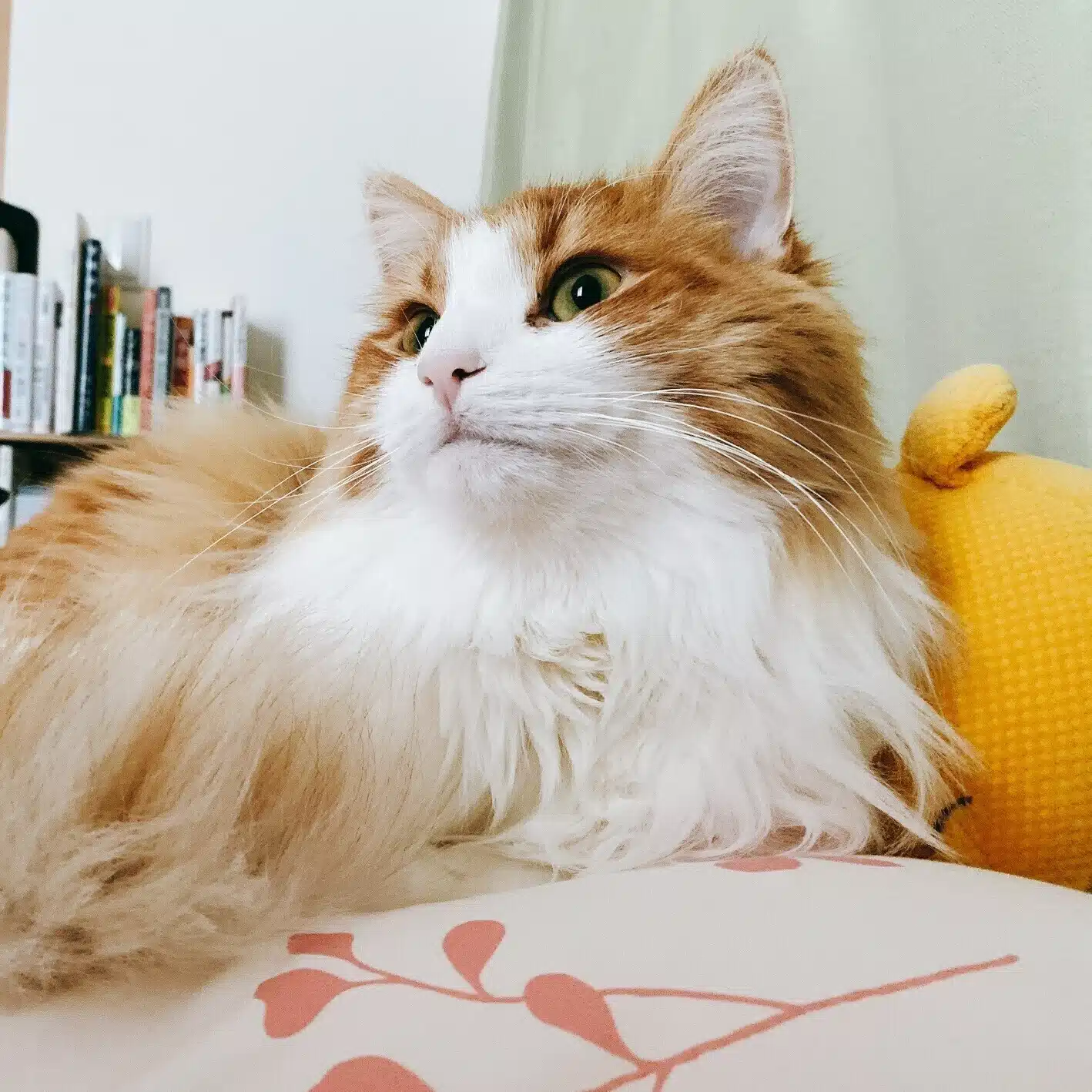 猫のフレディ|日々の思考発信