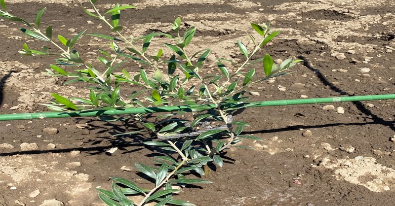 アルベキーナ の新着タグ記事一覧 Note つくる つながる とどける