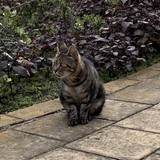 猫屋レオ丸