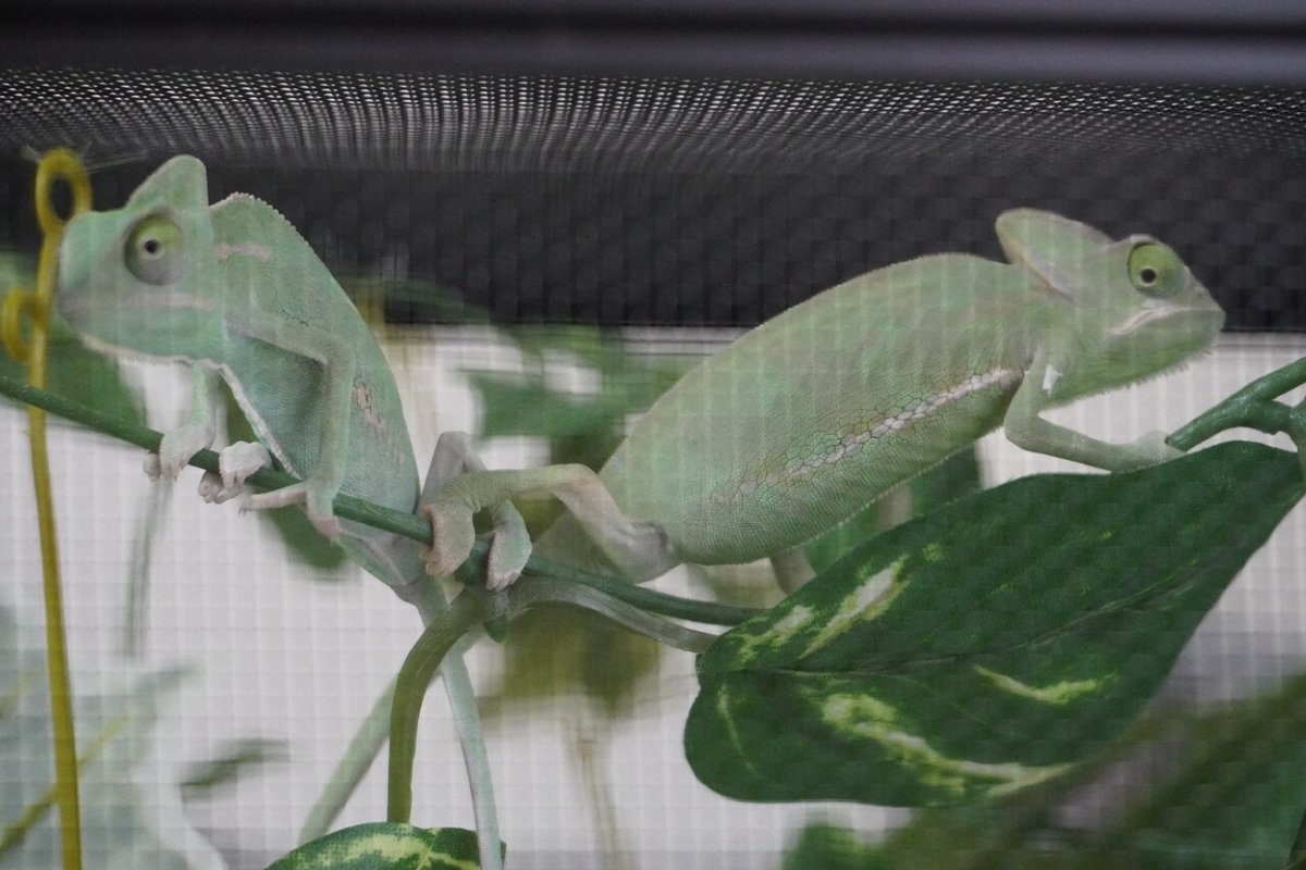 エボシカメレオン達のケージを組み立てる｜オオハシさん 