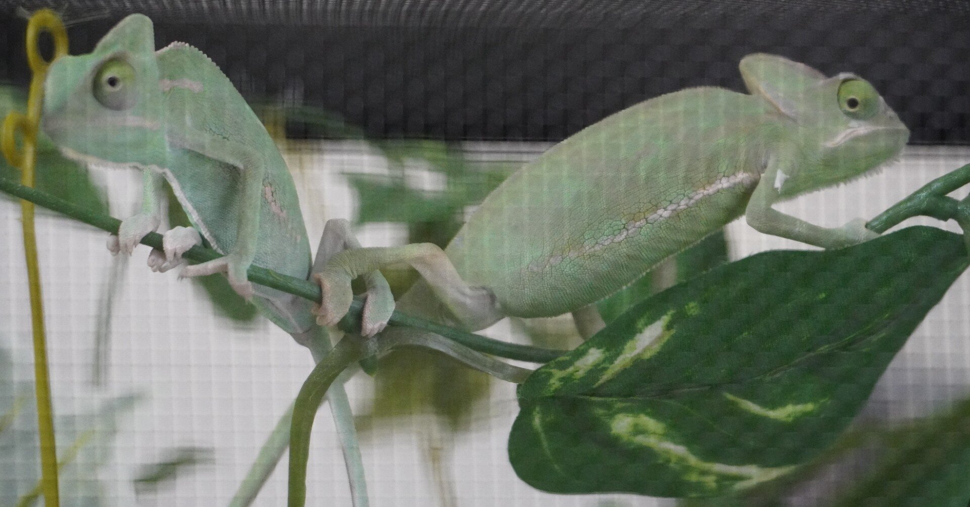 エボシカメレオン達のケージを組み立てる｜オオハシさん