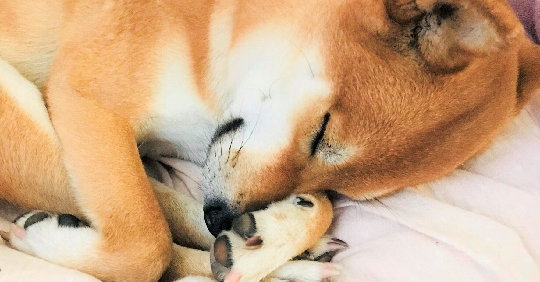 犬、なのか｜ミアシバ｜note