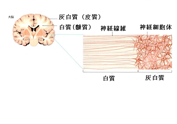 神経核と神経節、灰白質と白質｜ふたやんせんせー
