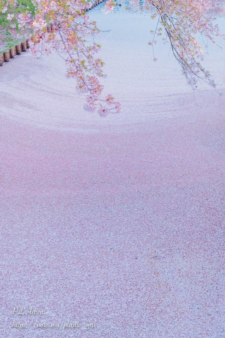 「桜のじゅうたん」とも呼ばれる、弘前公園外濠の花筏（はないかだ）。「死ぬまでに行きたい！世界の絶景」にも選ばれているのだとか。水に映る青空とのグラデーションが素敵でした。(2017.5.2撮影)