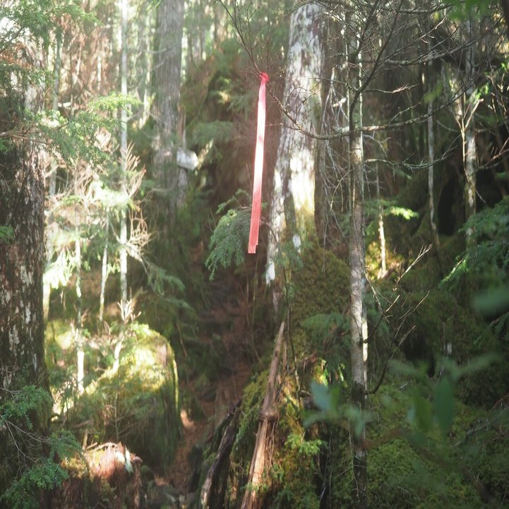 コメツガ シラビソの香が満ちる苔の森 Kazuo Yoshida Note