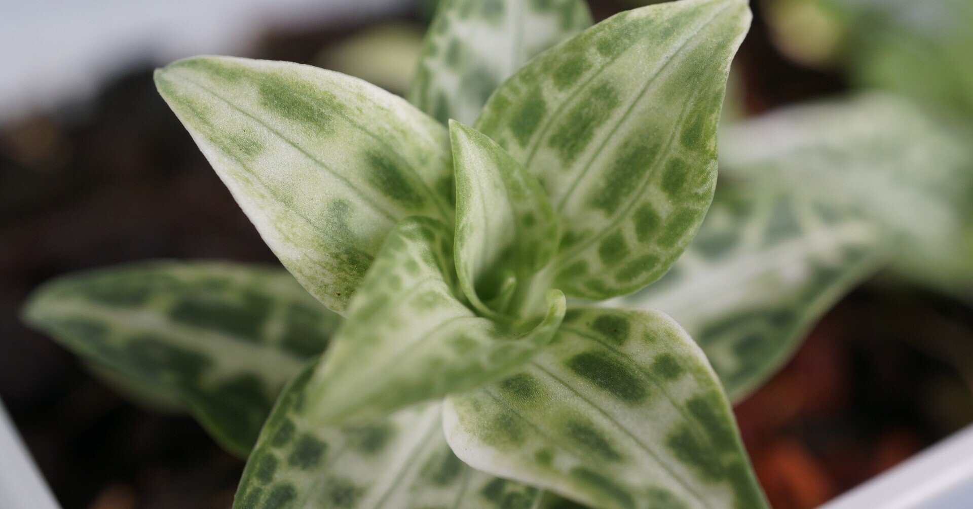 錦蘭ミヤマウズラ「 ガクナン」★山野草 花 野生蘭 斑入 ラン 珍品 原種★ ｜charm（山野草）ミヤマウズラ（深山鶉、錦蘭）（１ポット