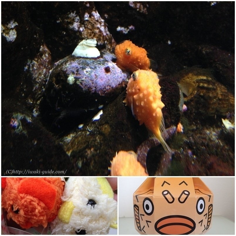 絶賛ナメダンゴ中のアクアマリンふくしま 勝手にいわきガイド Note 絶賛ナメダンゴ中のアクアマリンふくしま 勝手にいわきガイド Note