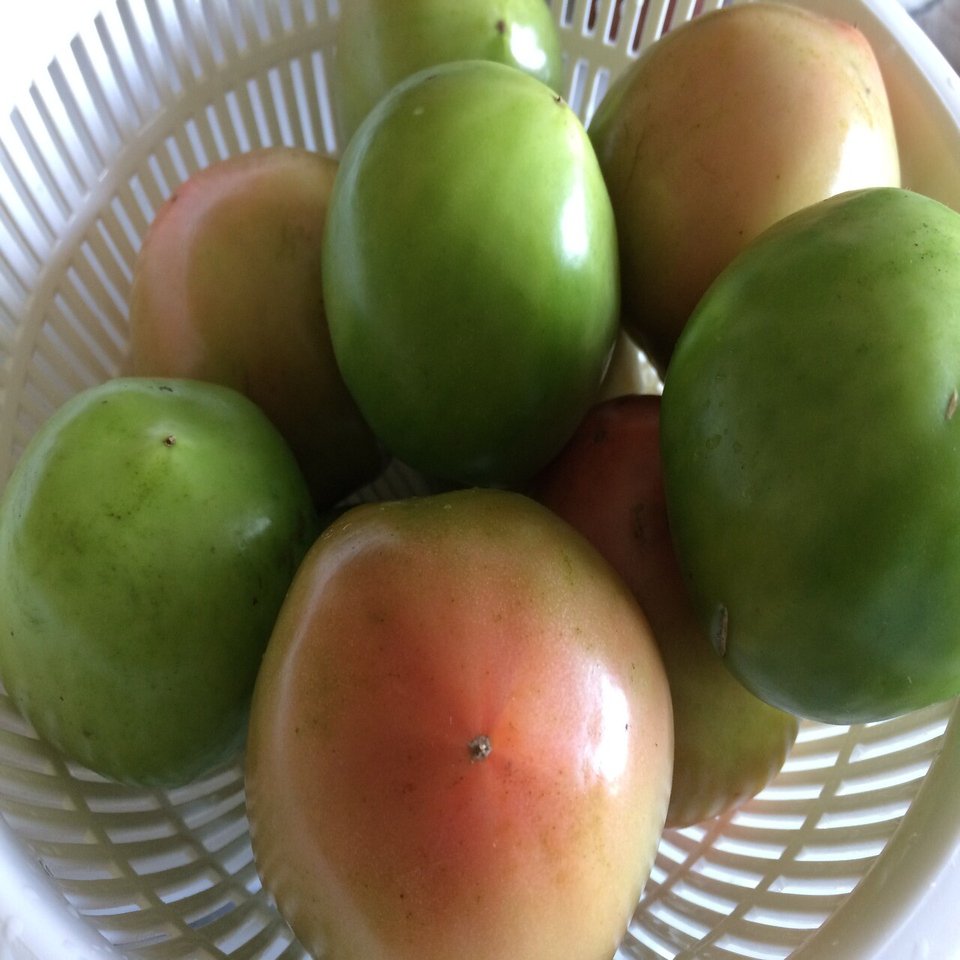 カナダ発 青いトマトで自家製ケチャップ 残り物には福がある あっちん カナダ モントリオール在住 Note