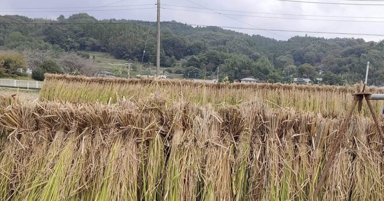 稲わら12キロ天日干し専用2 稲穂を天日干し｜ノリノリ