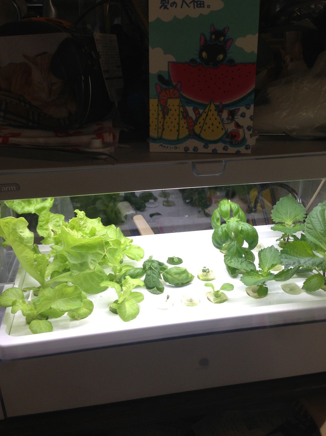 家庭菜園室内14 07 25 大葉が元気すぎ グリーンファームのケースを開けるとバジルと大葉の良い匂いが香ってくる Dss Note