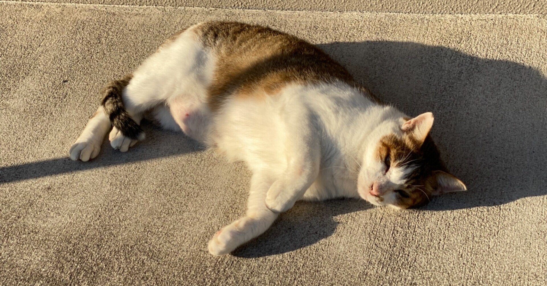 あざとかわいい猫 村木藤志郎 Note あざとかわいい猫 村木藤志郎 Note