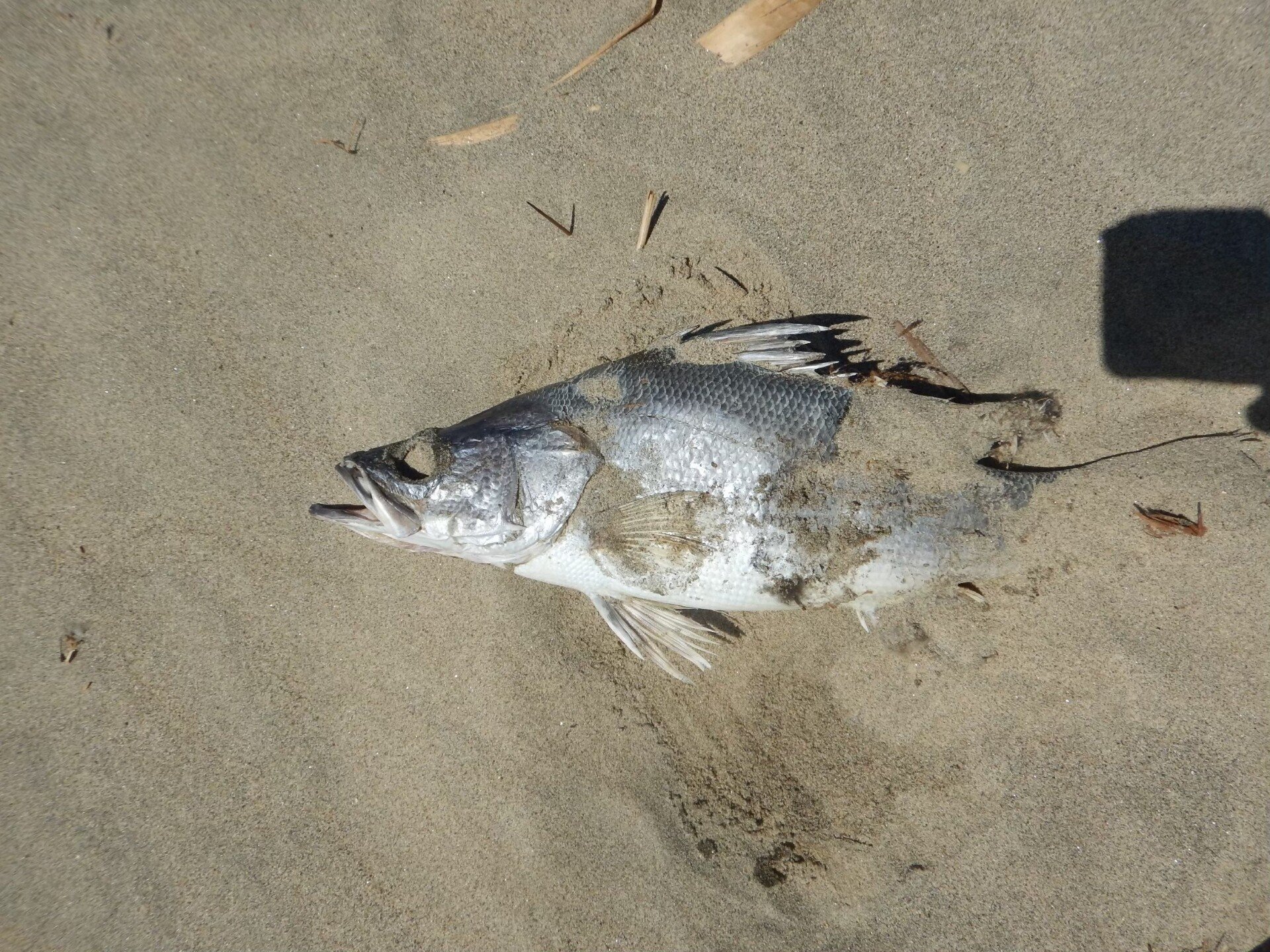 アフリカ大湿原で飯を食う ナイルパーチ編 小宮春平 Note