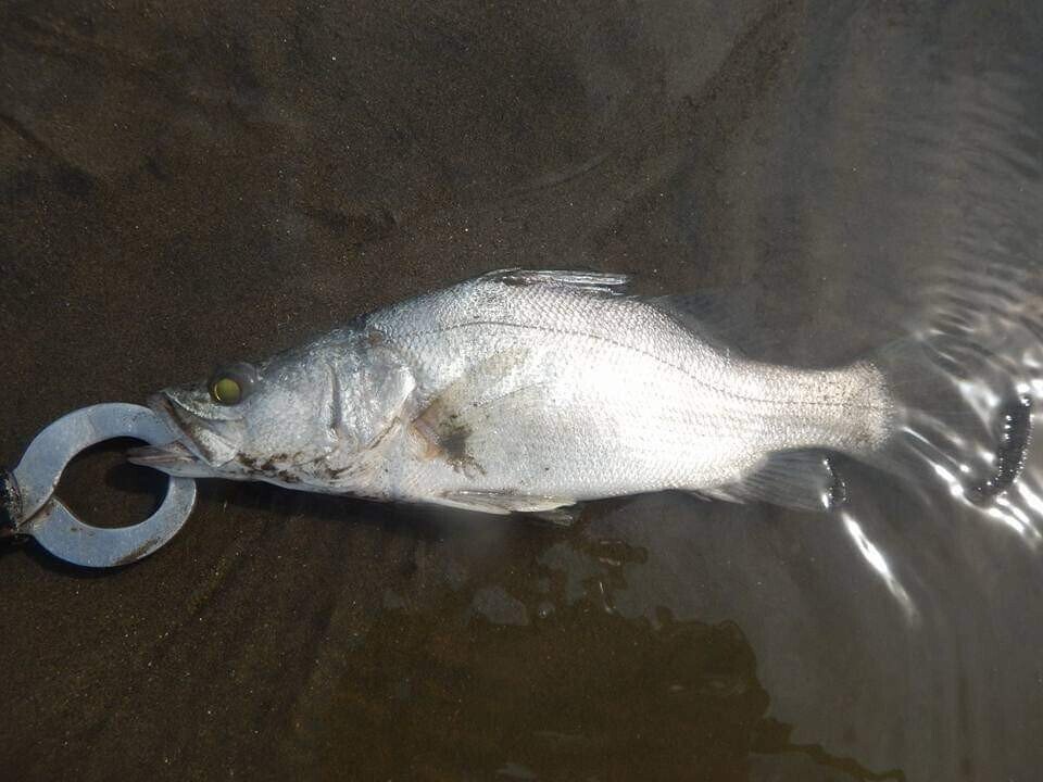 アフリカ大湿原で飯を食う ナイルパーチ編 小宮春平 Note アフリカ大湿原で飯を食う ナイルパーチ編 小宮春平 Note