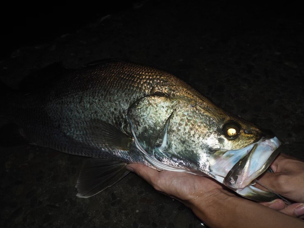 アフリカ大湿原で飯を食う ナイルパーチ編 小宮春平 Note アフリカ大湿原で飯を食う ナイルパーチ編 小宮春平 Note