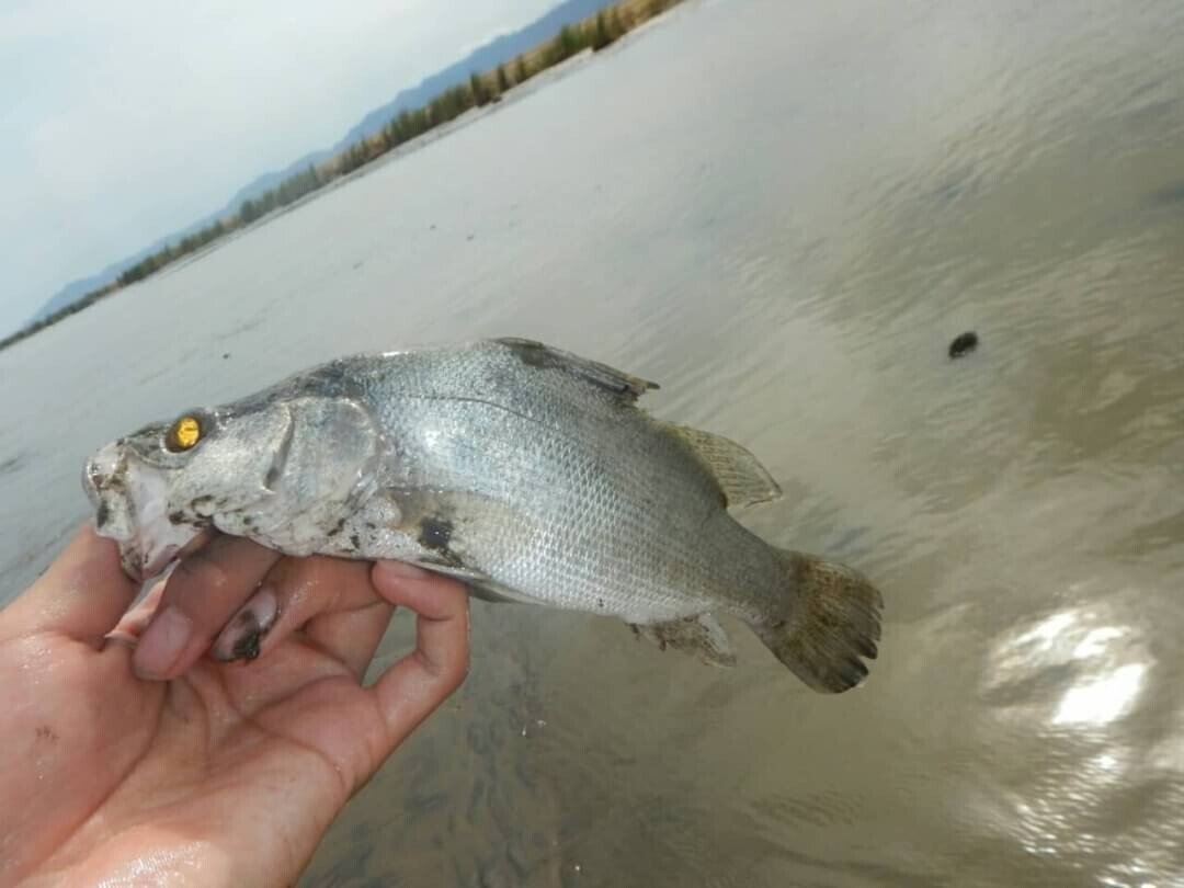 アフリカ大湿原で飯を食う ナイルパーチ編 小宮春平 Note アフリカ大湿原で飯を食う ナイルパーチ編 小宮春平 Note