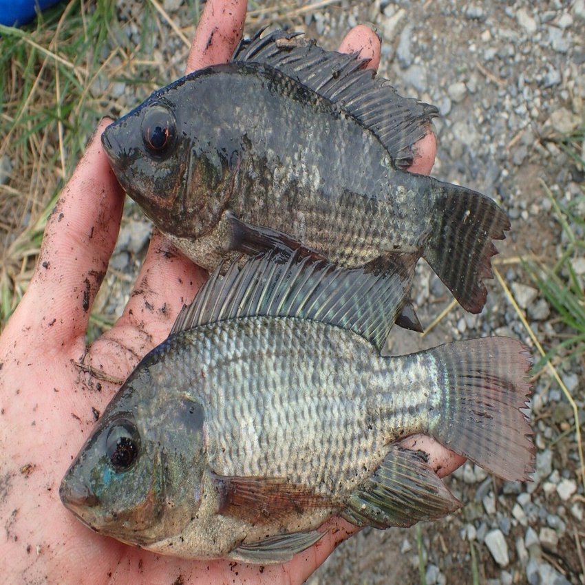 アフリカ大湿原で飯を食う ナイルパーチ編 小宮春平 Note