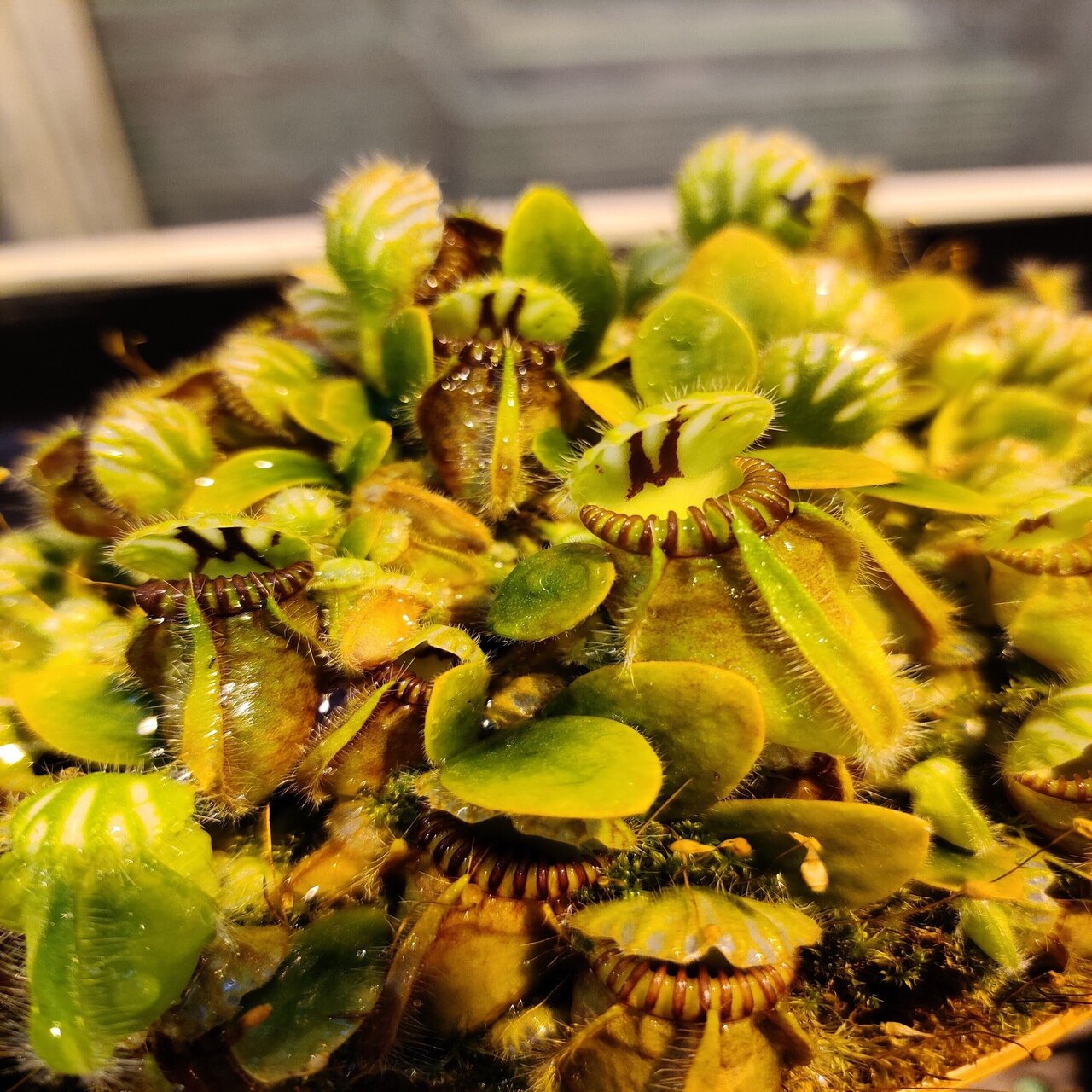 研究を続けるために 米へ 独へ 譲れないものを決める ヴュルツブルク大学 福島 健児 先生 ワトソン株式会社 深江化成株式会社 若手研究者を応援するnote Note