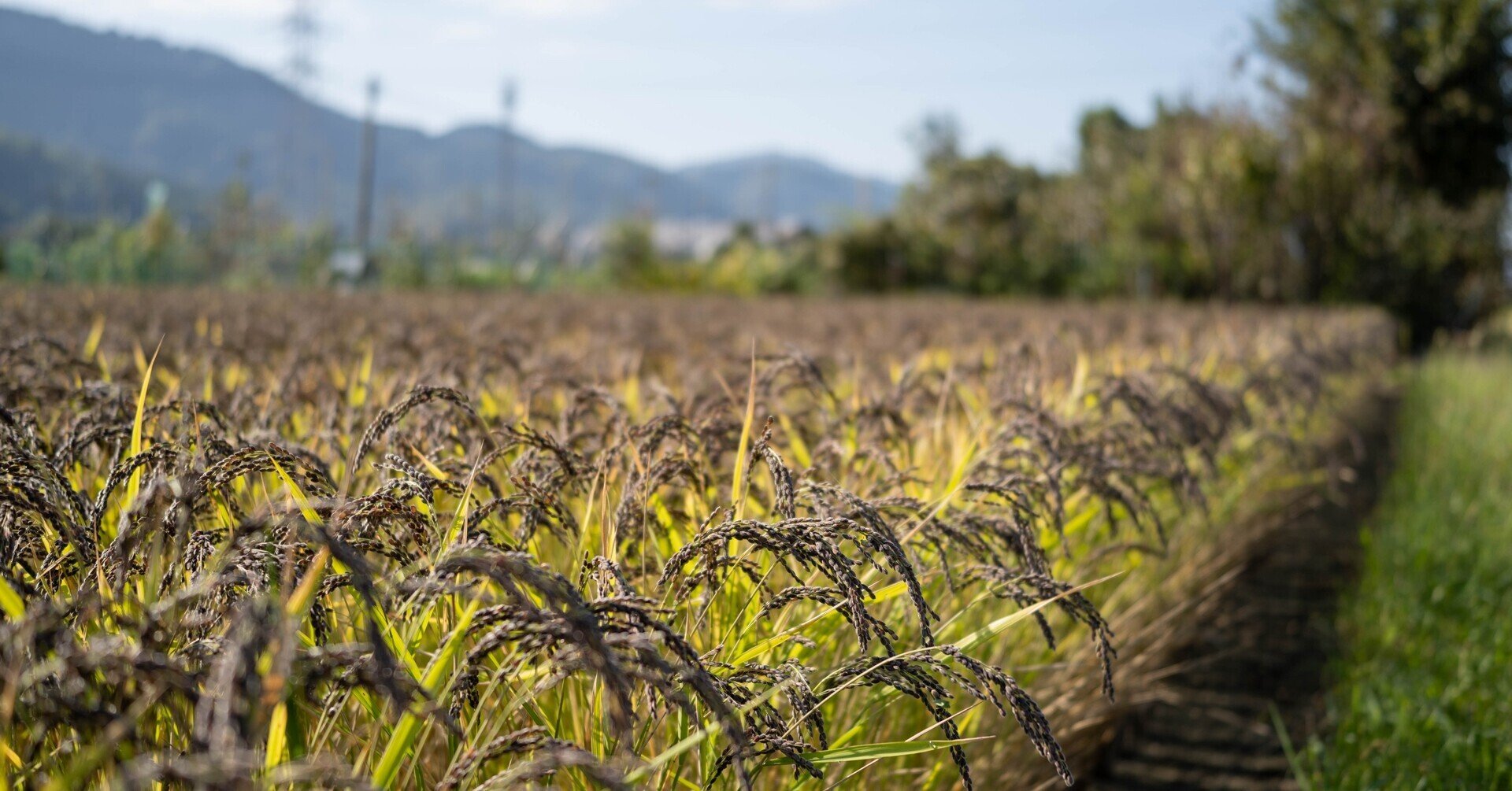 稲刈り前に緑米 もち米 の様子を見てきました 根ざす生き方 ルーツピュアリィのブログ Note 稲刈り前に緑米 もち米 の様子を見てきました 根ざす生き方 ルーツピュアリィのブログ Note
