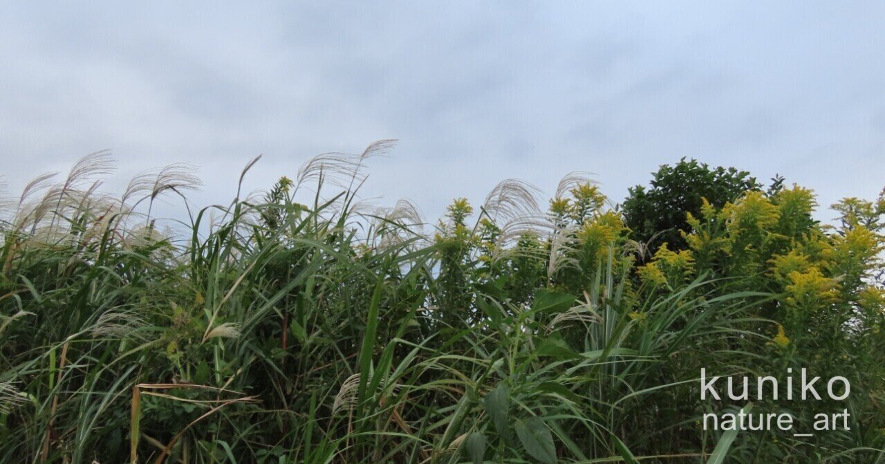 モズの鳴き真似とはやにえについて Kuniko Note モズの鳴き真似とはやにえについて Kuniko Note