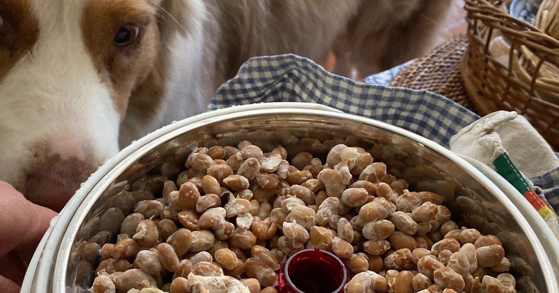 中国製のヨーグルトメーカーで、本当に美味しい納豆ができるのか検証｜ムギ