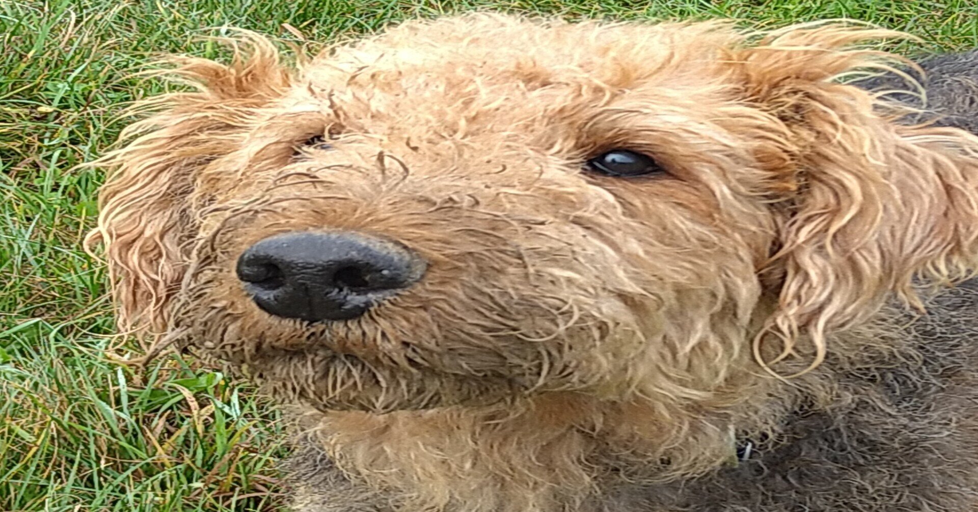 元気な犬 アポロの母ちゃん Note