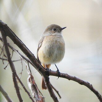 子どもとマインクラフト ザ・ムービーを見たが、制作陣のマイクラに対するリスペクトが圧倒的に足りなかったので★☆☆☆☆。ピザまん