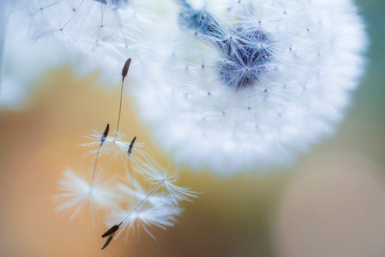 この綿毛ごと　プランターに植えたら　来年はどうなるんだろう