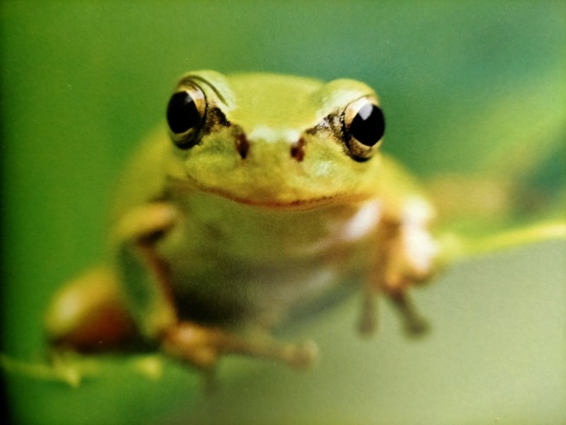 ニホンアマガエル の新着タグ記事一覧 Note つくる つながる とどける