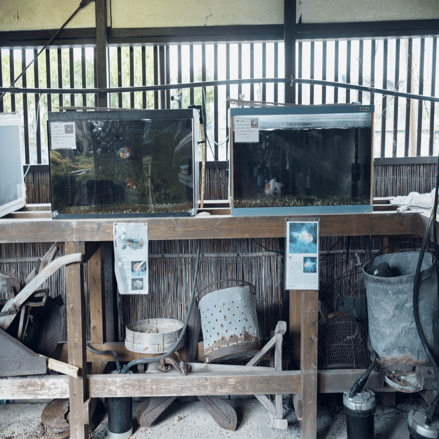 344 奈良 金魚だらけ 金魚づくしの町 大和郡山 旅するフォトマガジン Mとw Note