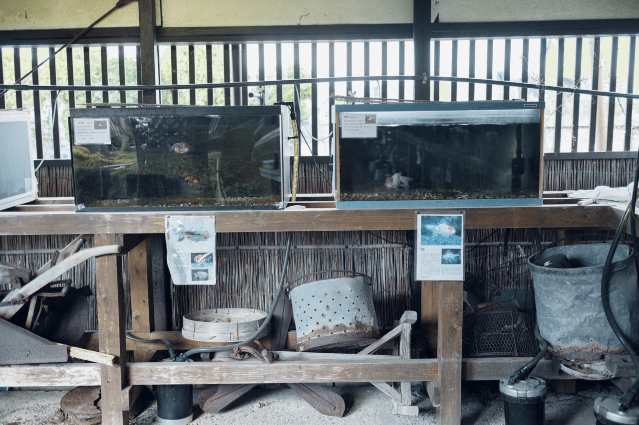 344 奈良 金魚だらけ 金魚づくしの町 大和郡山 旅するフォトマガジン Mとw Note 344 奈良 金魚だらけ 金魚づくしの町 大和郡山 旅するフォトマガジン Mとw Note