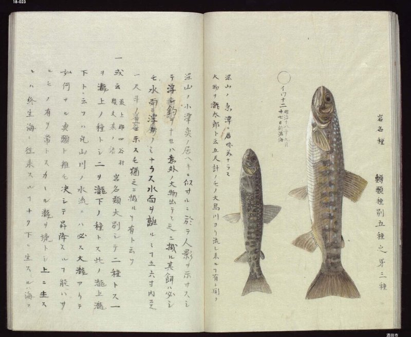 タキタロウに関する記述があるとされる松森胤保著『両羽博物図譜』PublicDomain