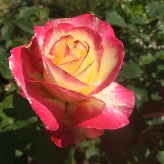 バラの歴史からみたマリア様がみてる番外編「桂さんの名前を考えよう