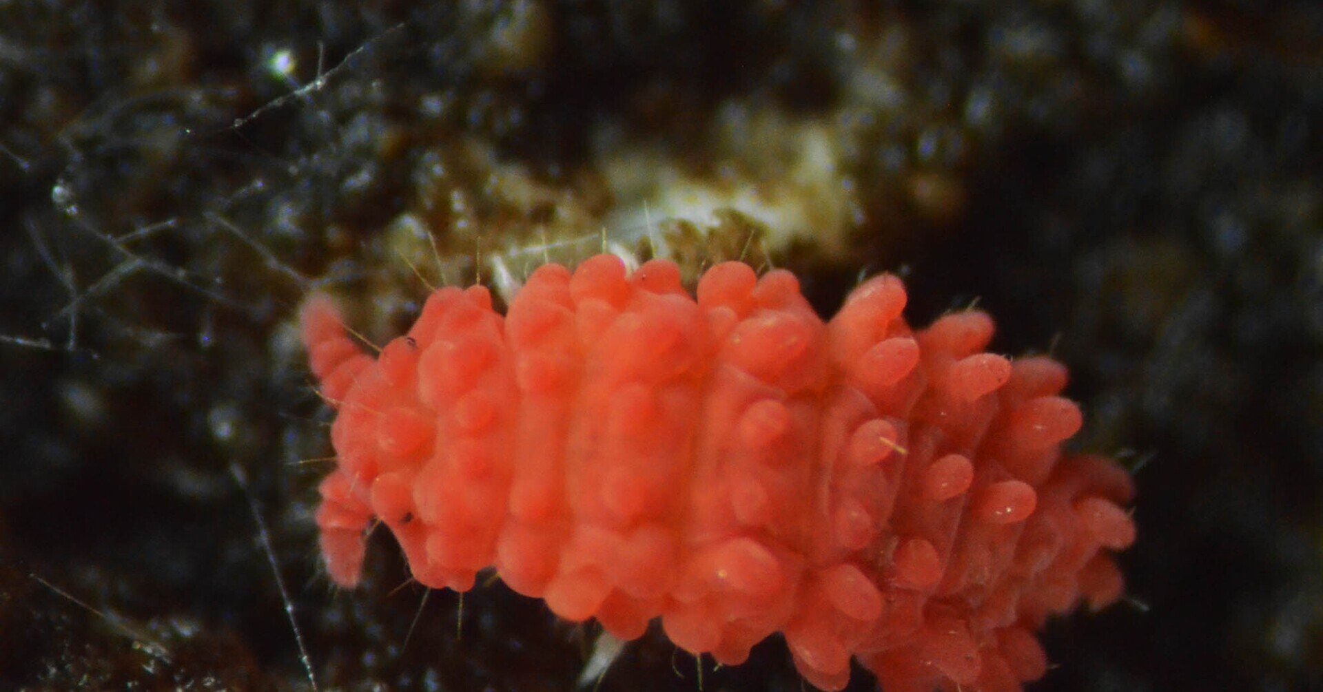 イモムシみたいな⭐昔のとぴちゃん✨ 親子で楽しむ 】いもむしロック 知育 色を覚える Learn Colors