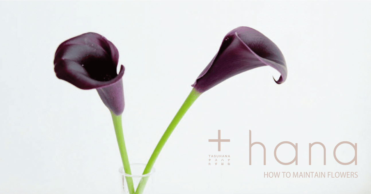 しなやかな曲線美を堪能してほしいカラー カラーを少しでも長く楽しむ お手入れのコツ Hana タスハナ サステナブルな花の定期便 Note しなやかな曲線美を堪能してほしいカラー カラーを少しでも長く楽しむ お手入れのコツ Hana タスハナ サステナブルな花の定期便 Note