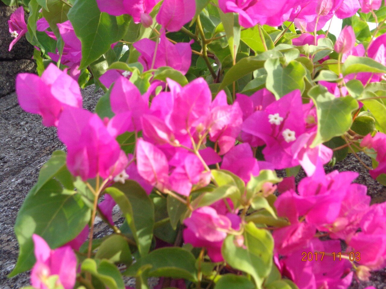 紫がかったピンクのブーゲンビリア 赤みのあるぶぶんは葉っぱです 高級ホテルのブーゲンビリアは手入れが行き届いていて ほれぼれする 自宅で育てた けれど 難しかったな Kinaze Note