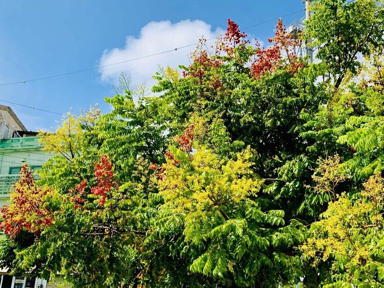 沖縄の樹は紅葉しないと思っていたが、なんのなんの、充分に美しいコントラストではないか。