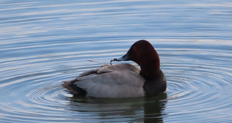 好きな曲 ポケモンへの愛を語る 月澄狸 Note