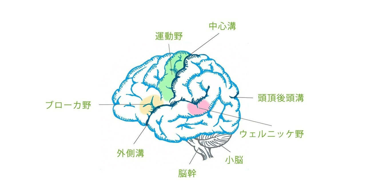 下縦束（ILF）について｜くろ 作業療法士