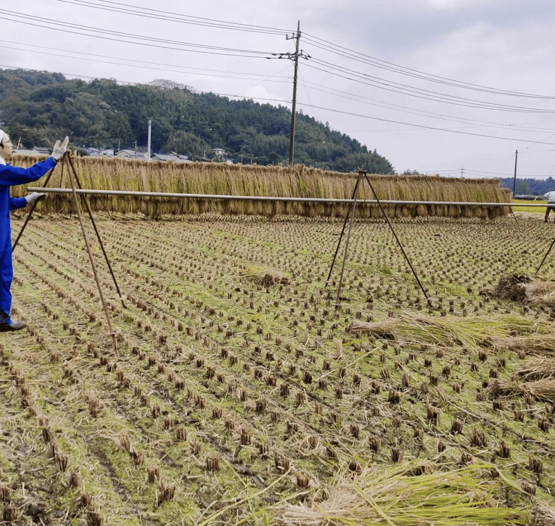 稲穂を天日干し｜ノリノリ