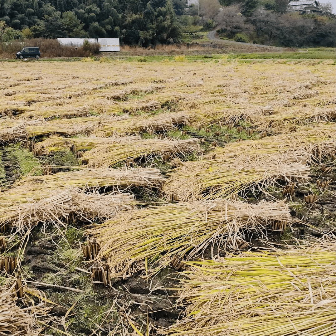 稲穂を天日干し｜ノリノリ
