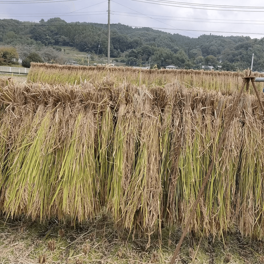 稲穂を天日干し｜ノリノリ