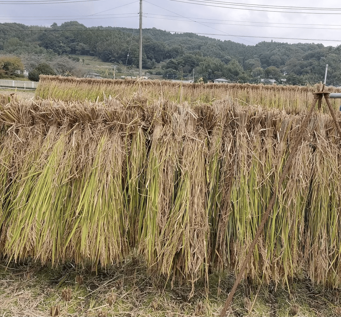 稲穂を天日干し｜ノリノリ