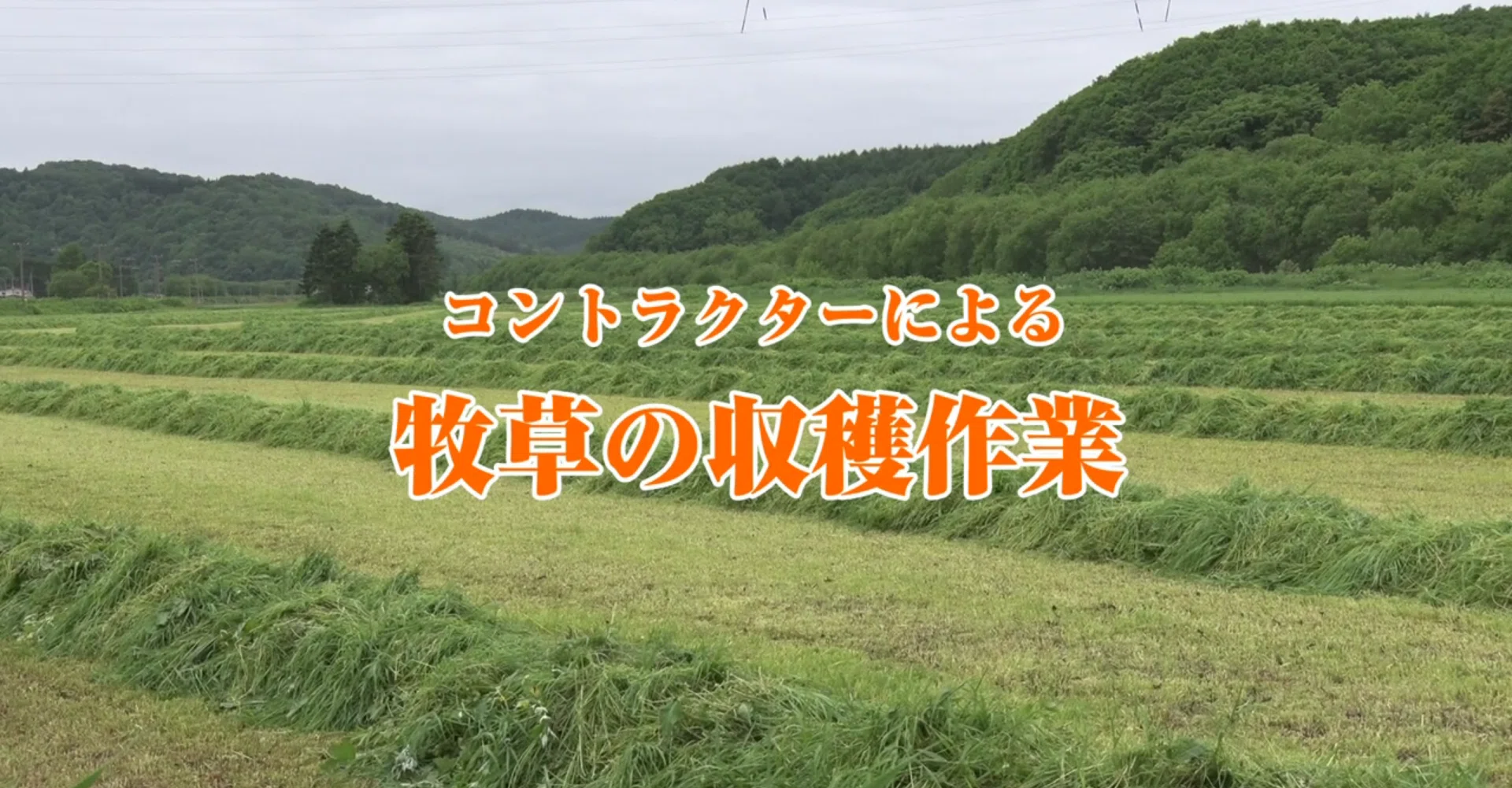 酪農】コントラクターの牧草収穫についてご紹介！｜井上寅雄農園